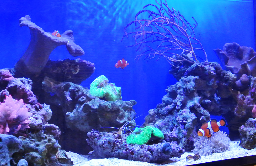 サンゴ岩とクマノミが泳ぐ青い海水魚水槽のレイアウト