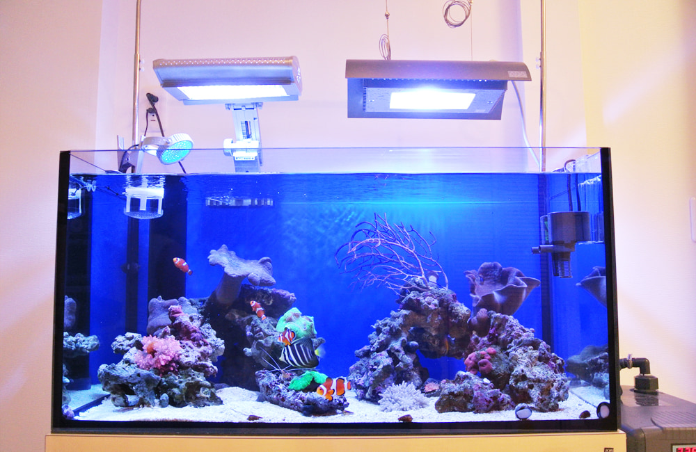 照明に照らされた海水魚とサンゴのレイアウト水槽
