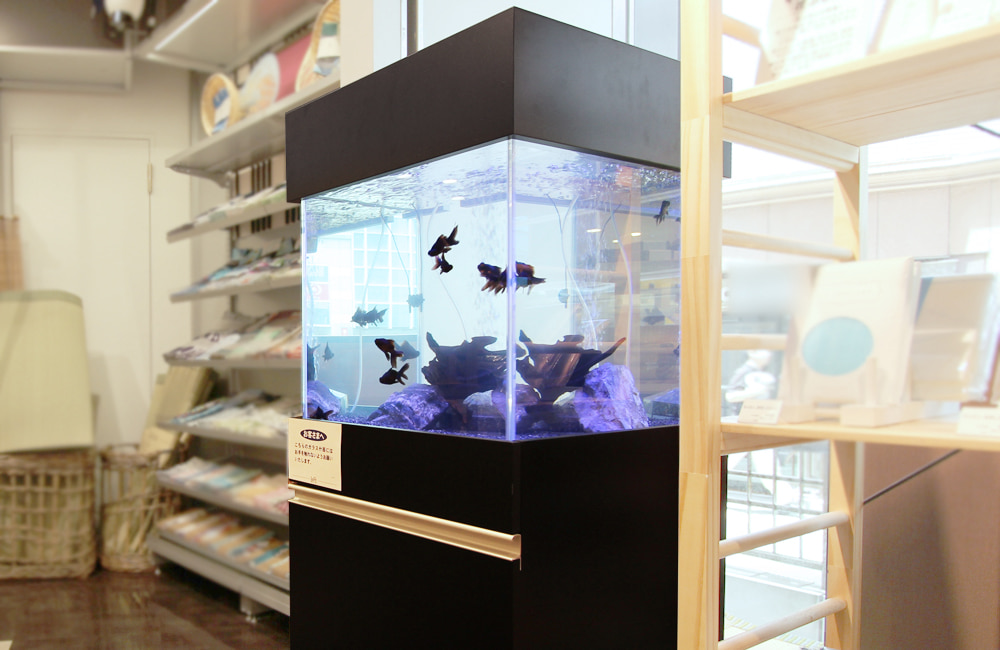 黒い出目金が泳ぐ店舗設置のスクエア型金魚水槽
