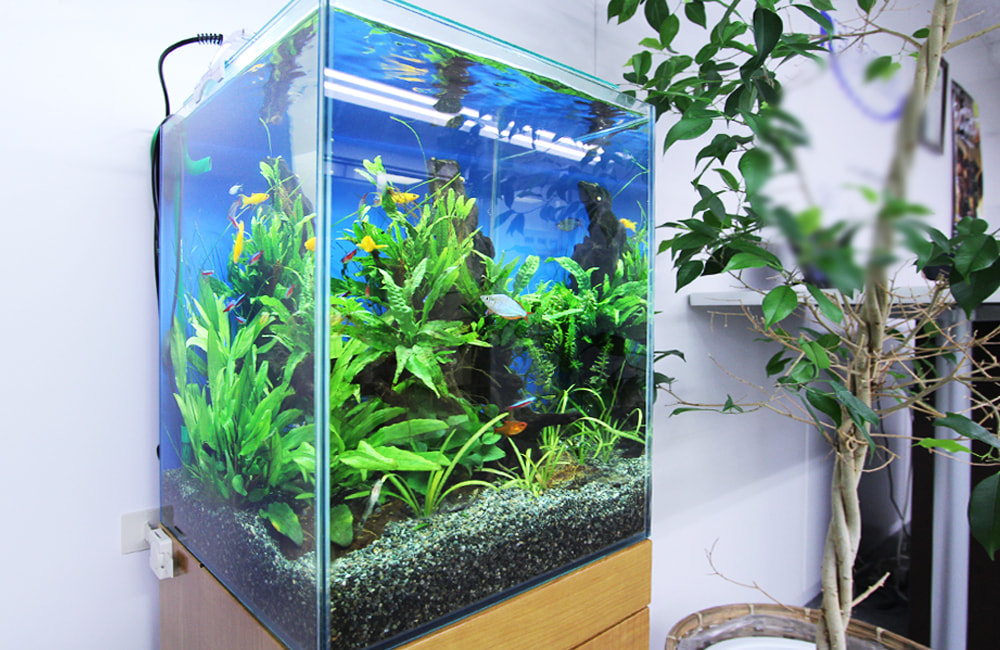水草が茂る水槽内を泳ぐネオンテトラの仲間と小型熱帯魚