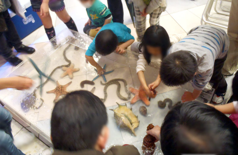 サンシャイン イベント タッチプール・150cm海水魚水槽 短期レンタル事例 水槽画像1
