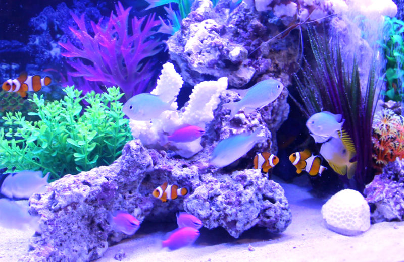 撮影短期イベント 60cm海水魚水槽 水槽短期レンタル事例 水槽画像4