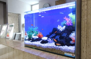 新宿 企業様  60cm淡水魚水槽  水槽レンタル事例