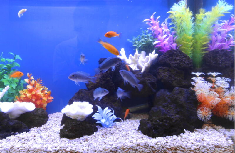 新宿 企業様 60cm淡水魚水槽 水槽レンタル事例 水槽画像3