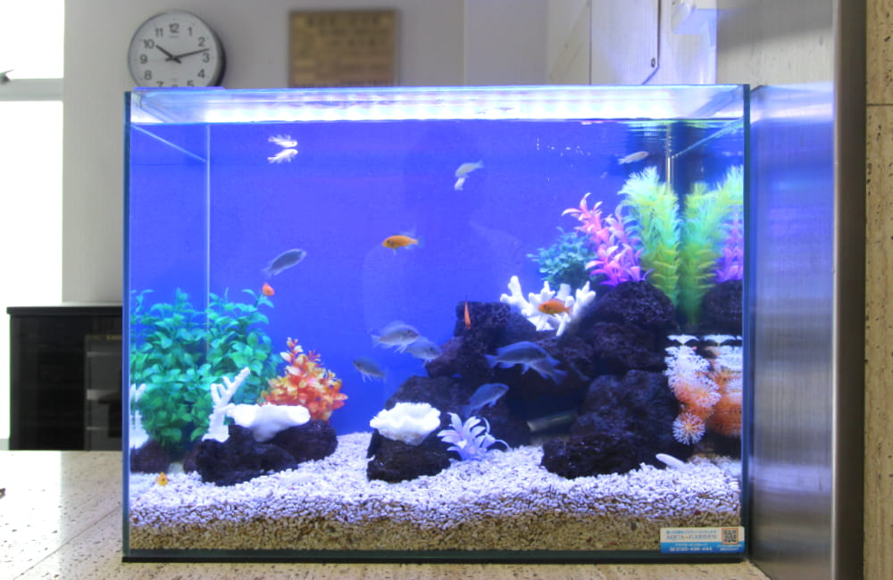 青い背景に岩と人工水草を配置した熱帯魚水槽の全景