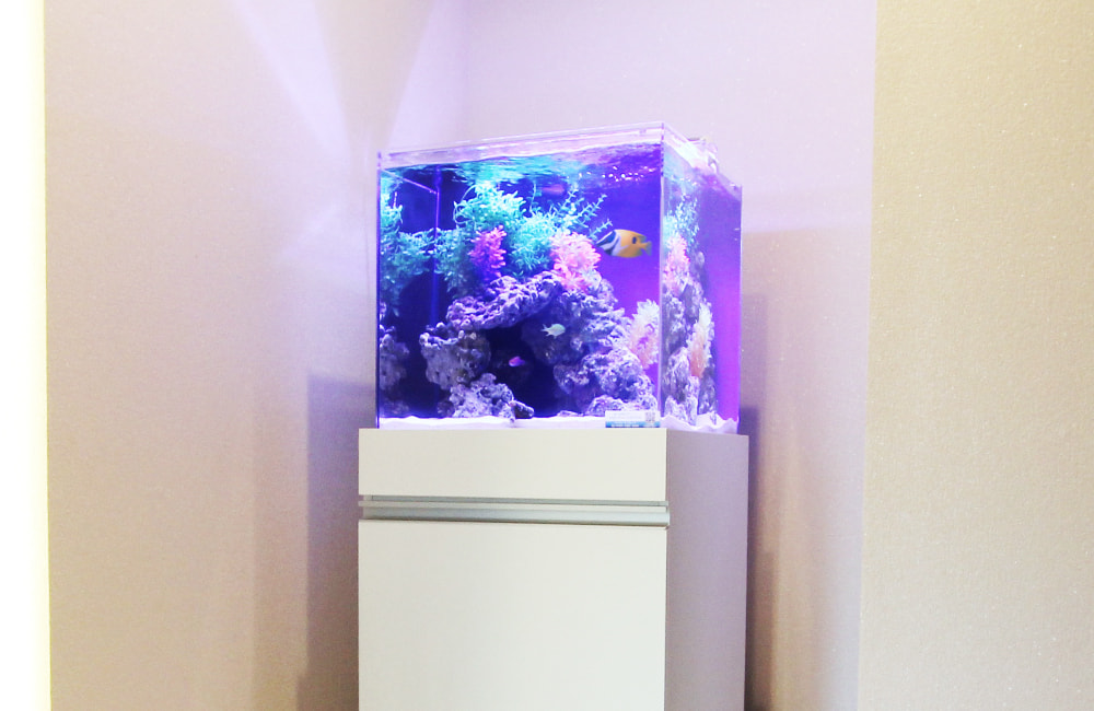 白い水槽台に置かれた海水魚が泳ぐ小型の海水水槽