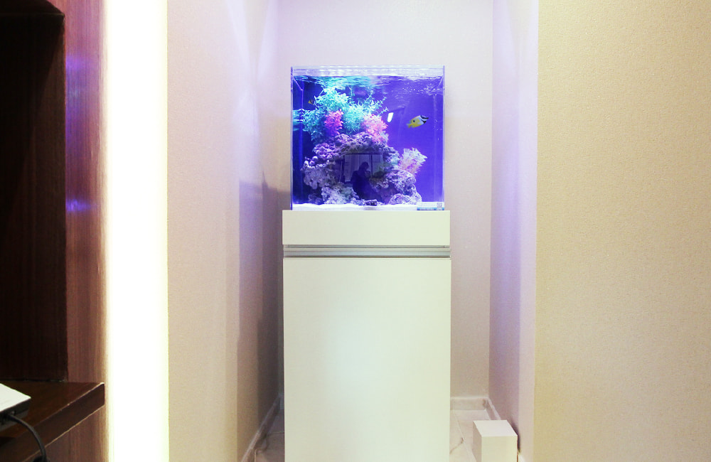 白い水槽台に設置された青い照明の海水魚水槽