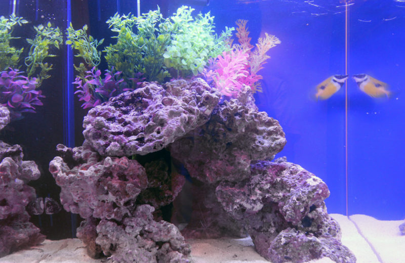 吉祥寺 法律事務所様 45cm海水魚水槽 熱帯魚水槽レンタル事例 水槽画像4