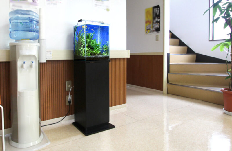 埼玉県三郷市 クリニック様 30cm淡水魚水槽 レンタル事例 水槽画像1