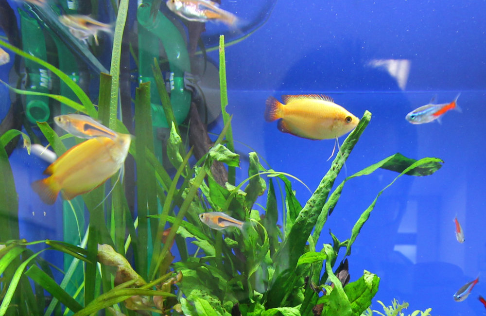 水草の間を泳ぐ黄色い熱帯魚とネオンテトラの仲間たち