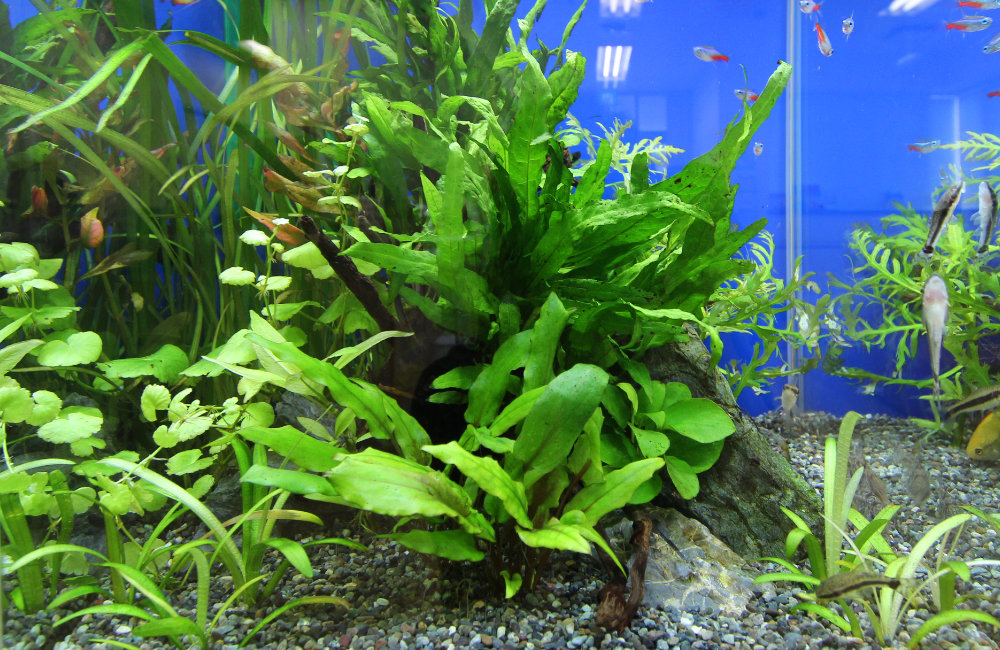 水草が茂る水槽内を泳ぐネオンテトラの仲間と小型熱帯魚