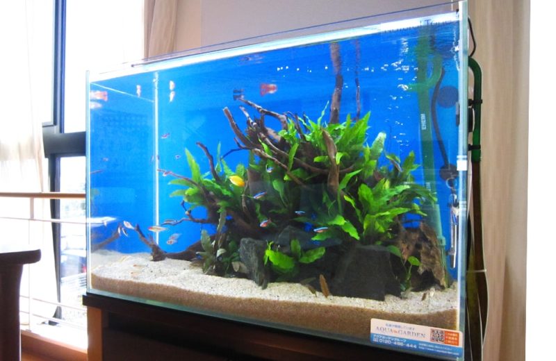 老人ホーム様 60cm淡水魚水槽 水槽レンタル事例 水槽画像1