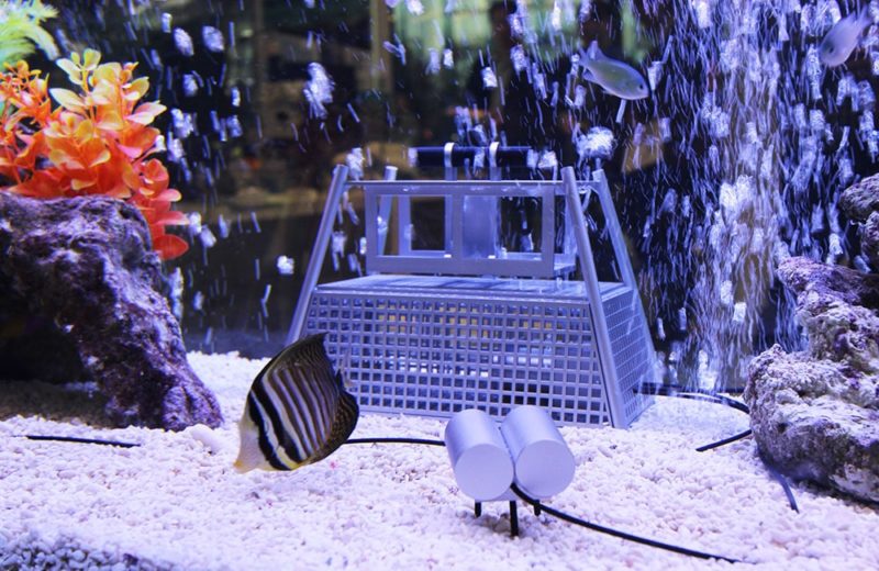 お台場 日本科学未来館 イベント 90cm海水魚水槽 イベント用レンタル事例 水槽画像4