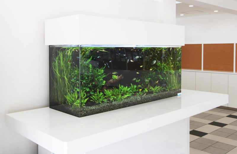 立川市 住宅展示場様 150cm淡水魚水槽 レンタル事例 水槽画像2