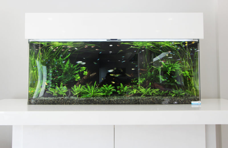 立川市 住宅展示場様 150cm淡水魚水槽 レンタル事例 水槽画像3