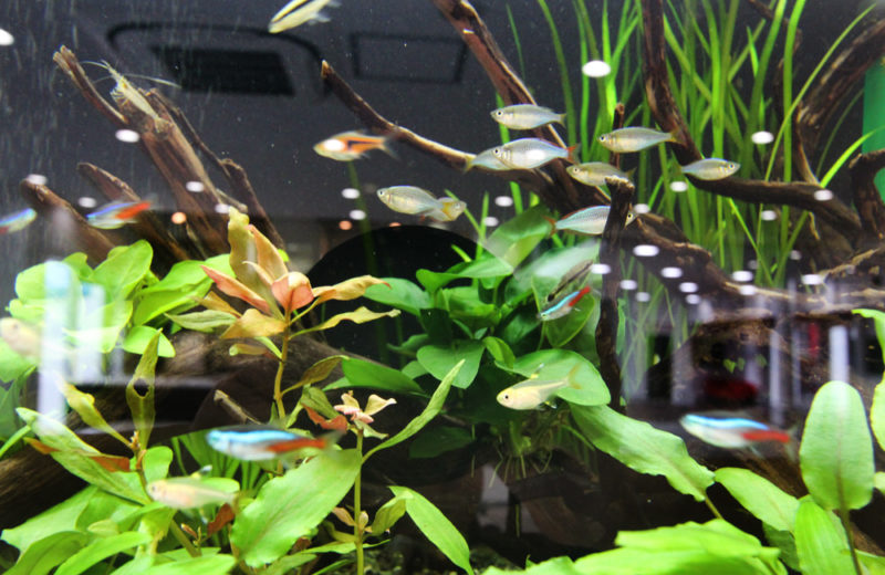 立川市 住宅展示場様 150cm淡水魚水槽 レンタル事例 水槽画像4