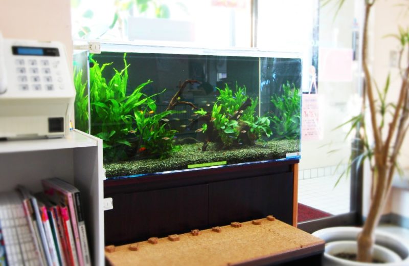 神奈川県横浜市 皮膚科 90cm淡水魚水槽 水槽一式販売事例 水槽画像1