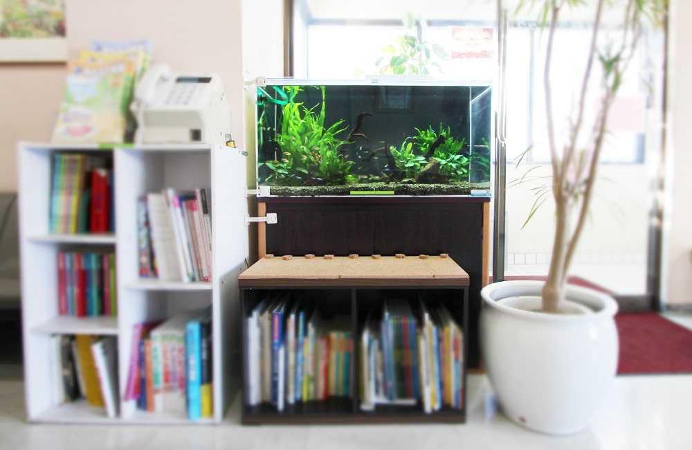 本棚の横に設置された水草が茂る横長の水槽と観葉植物