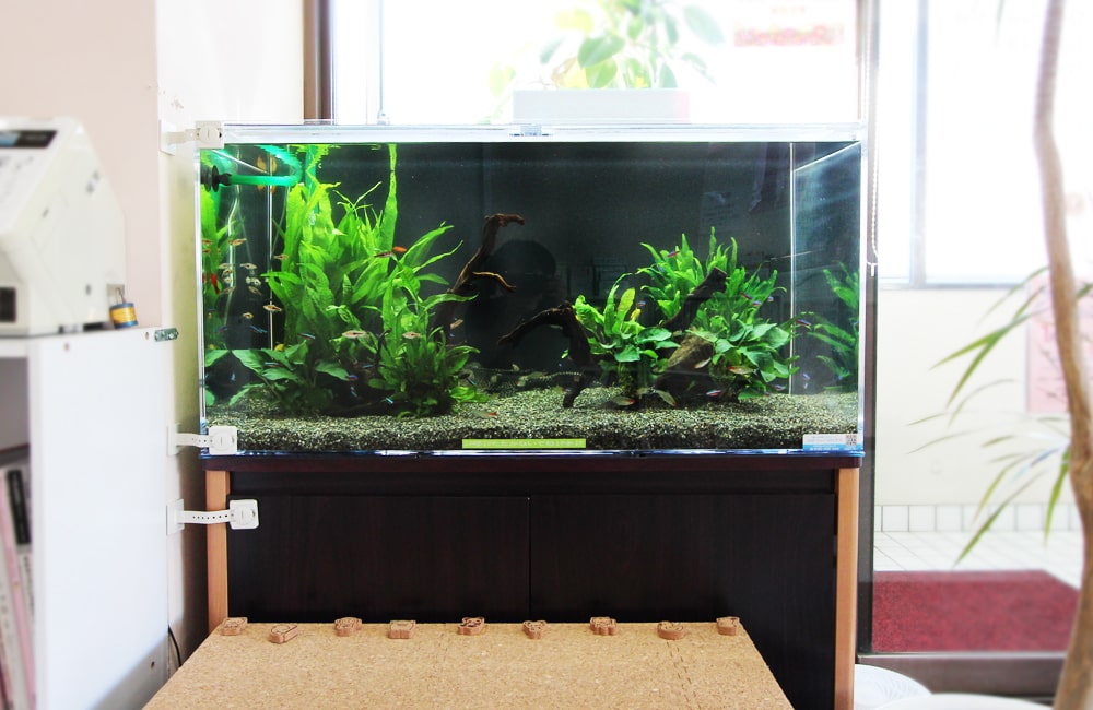 流木と水草を配置した熱帯魚水槽のレイアウト全体像