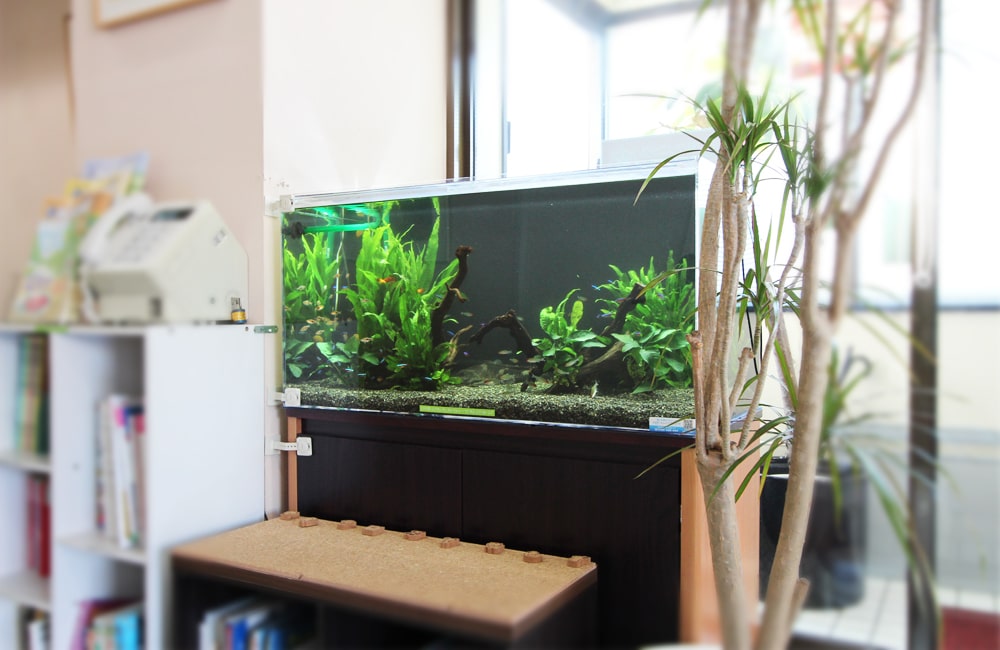 水草と流木を配置した室内の大型淡水魚水槽