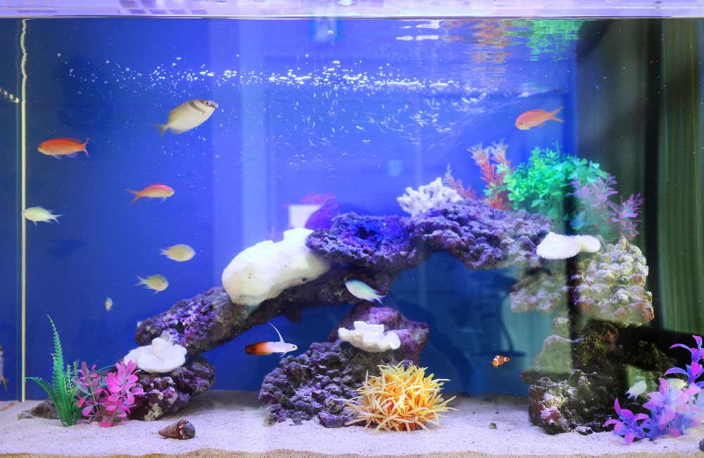 青い背景の海水魚水槽を泳ぐデバスズメダイやハタタテハゼ