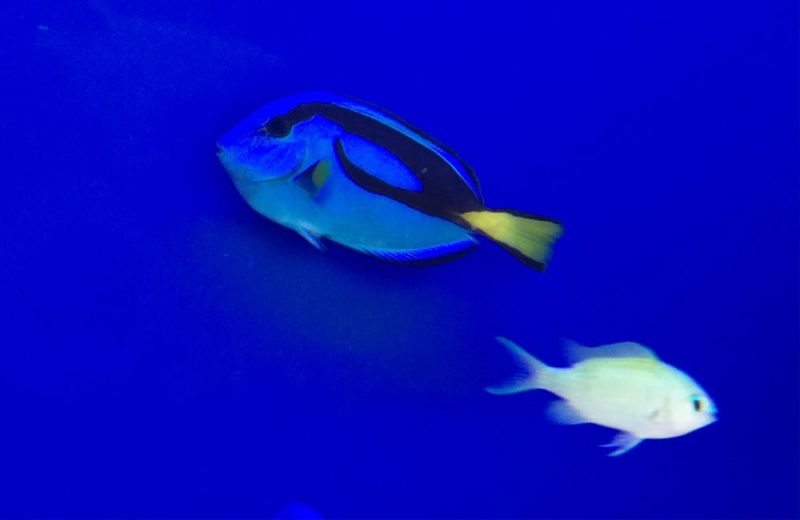 こどもクリニックに設置 アニメ映画のような150cm海水魚水槽をレンタル 水槽画像２