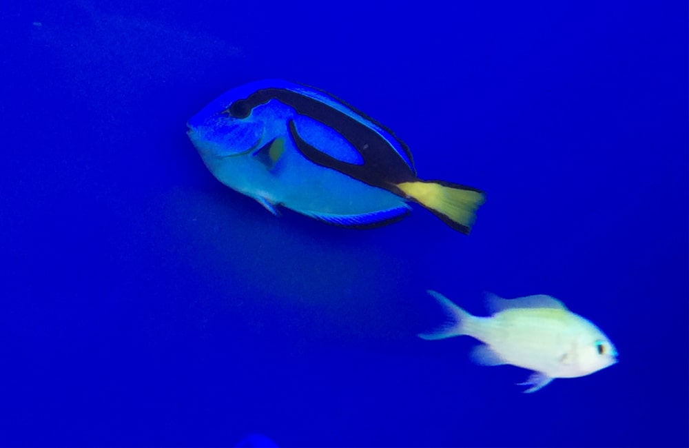 青い背景を泳ぐナンヨウハギと白い海水魚の姿