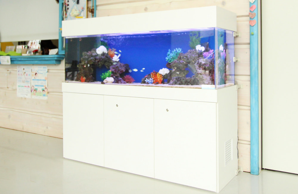 白い水槽台に設置された青い背景の大型海水魚水槽
