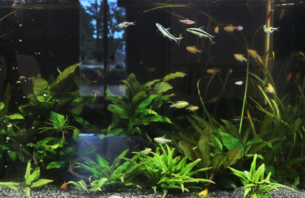 水草が茂る水槽内を泳ぐ小型カラシンや熱帯魚の群れ