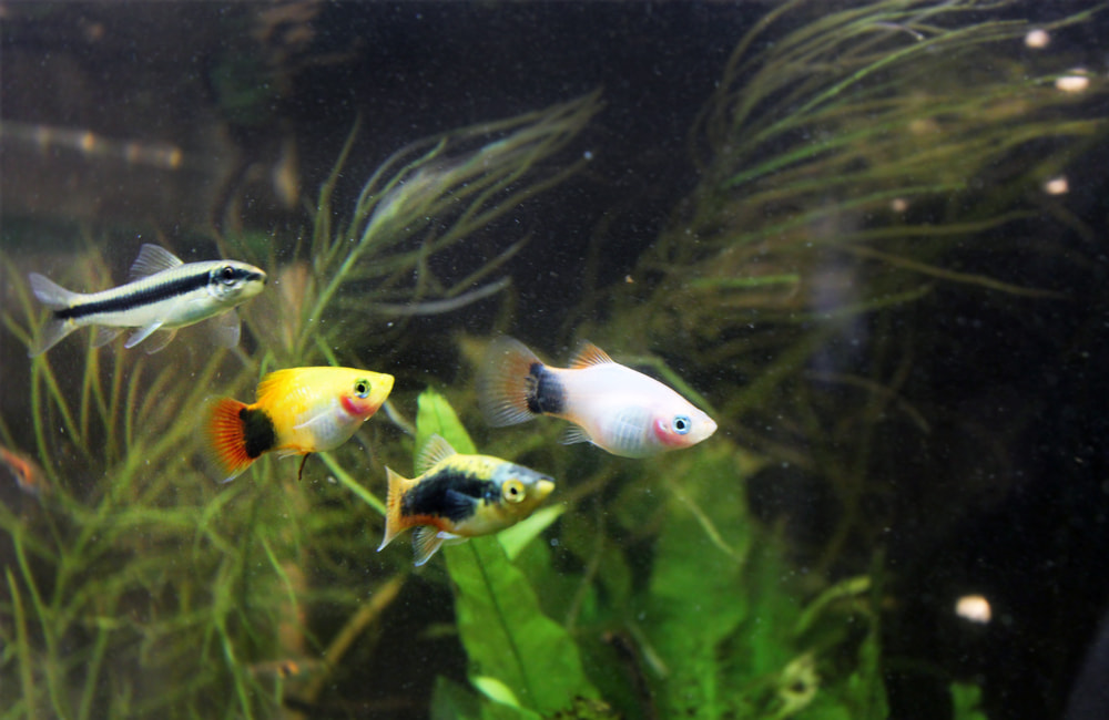 水草水槽を泳ぐプラティの仲間と小型熱帯魚の群れ