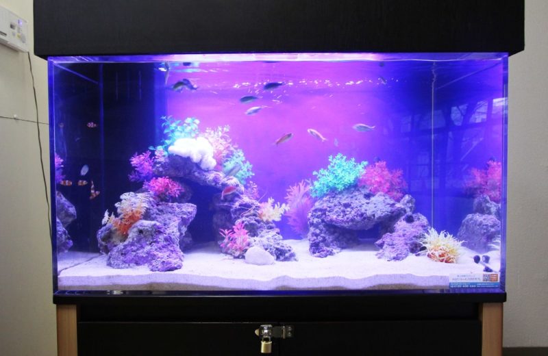 東京都北区  幼稚園  ホール  90cm海水魚水槽レンタル事例 水槽画像１