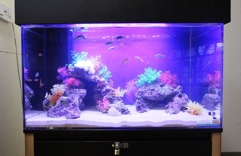 東京都北区  幼稚園  ホール  90cm海水魚水槽レンタル事例のサムネイル画像