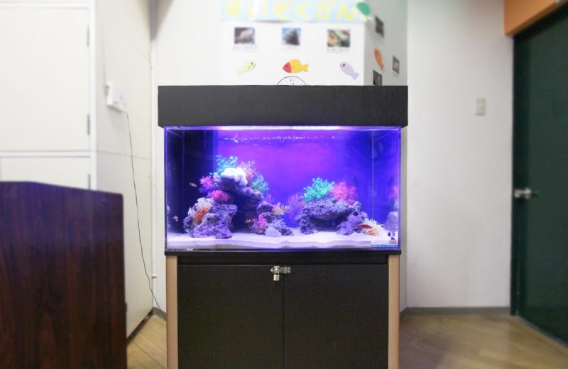 東京都北区  幼稚園  ホール  90cm海水魚水槽レンタル事例 水槽画像２