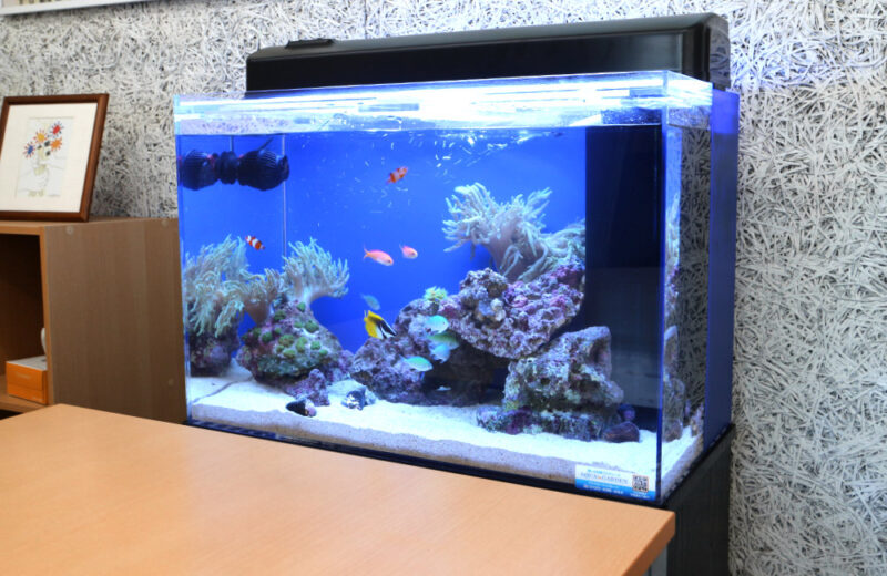オフィスの打ち合わせスペース 60cm海水魚水槽レンタル事例 水槽画像1
