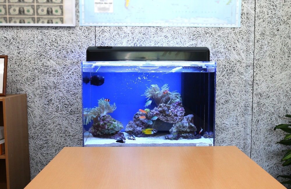 海水魚とイソギンチャクが泳ぐ青い背景の熱帯魚水槽