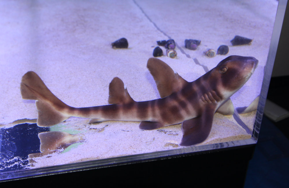 砂底の水槽で静止する縞模様のサメと巻貝の仲間