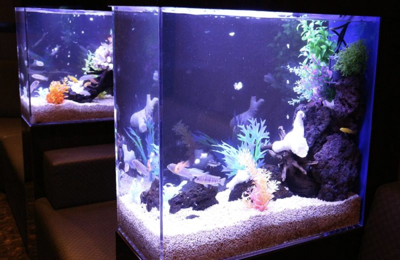 飲食店 フロアに設置 2台の淡水魚水槽 水槽販売事例 水槽画像4