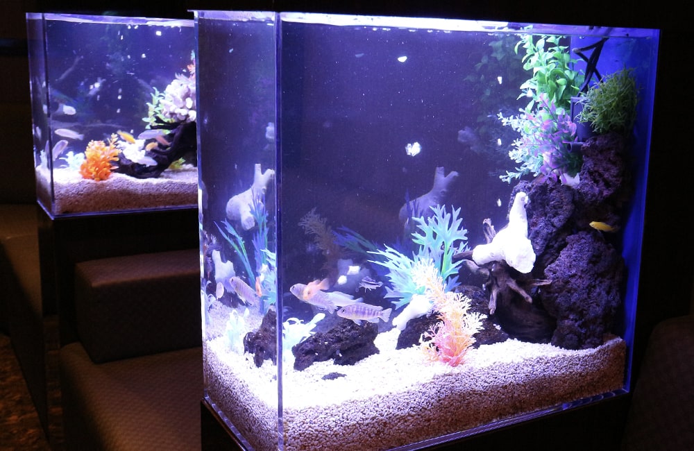 青い照明の熱帯魚水槽と白い底砂に泳ぐ魚たち