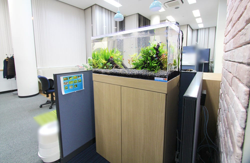 オフィスに設置された水草と小型カラシンの水槽