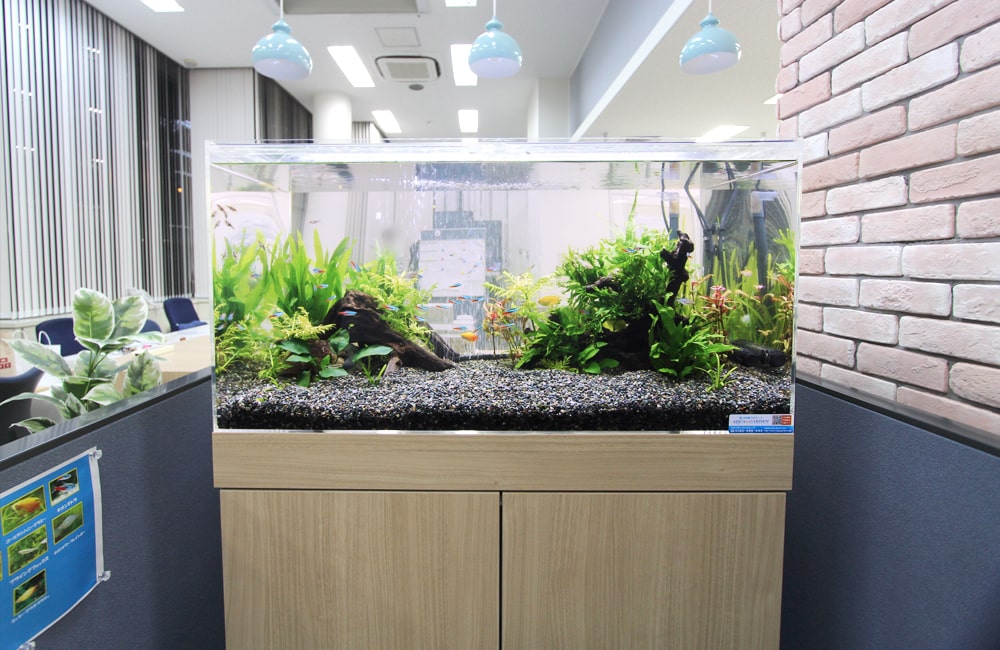 オフィスに設置された流木と水草の大型水槽
