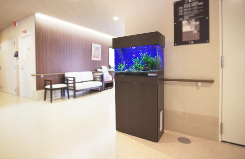 介護施設内の廊下に設置 60cm淡水魚水槽 水槽レンタル事例 水槽画像1
