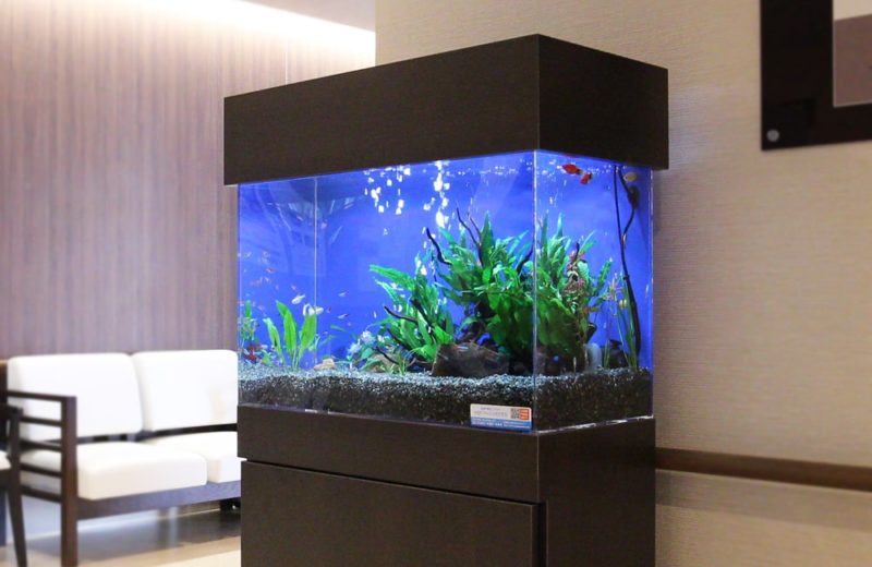 介護施設内の廊下に設置 60cm淡水魚水槽 水槽レンタル事例 水槽画像3