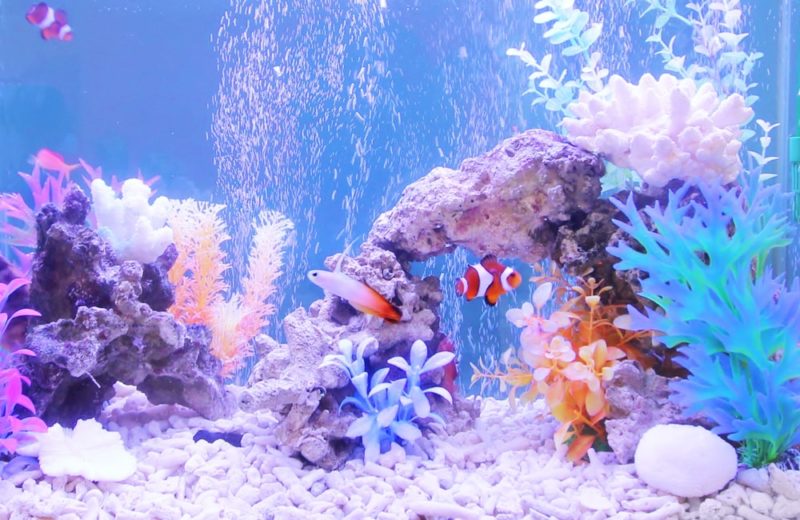 撮影スタジオに設置 海水魚水槽(短期レンタル)の事例 水槽画像1