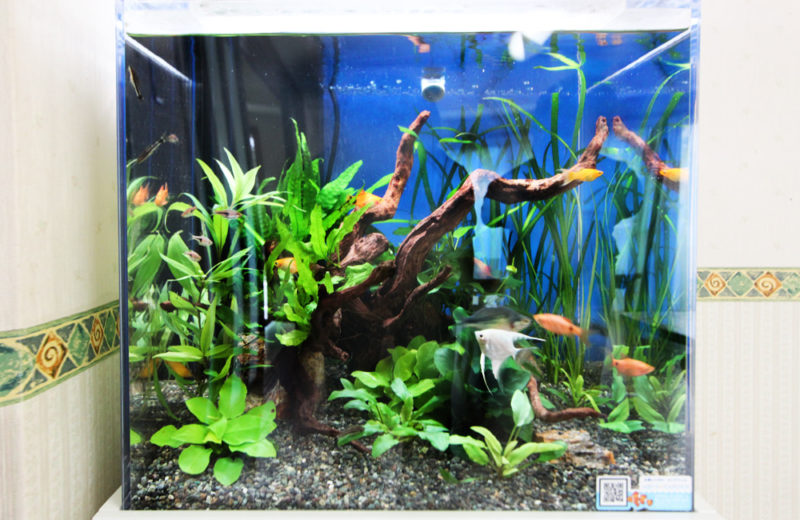 板橋区 住宅型有料老人ホームに設置 アクアリウム(45cm淡水魚水槽)の事例 水槽画像3