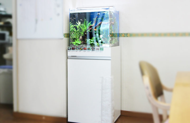 板橋区 住宅型有料老人ホームに設置 アクアリウム(45cm淡水魚水槽)の事例 水槽画像1