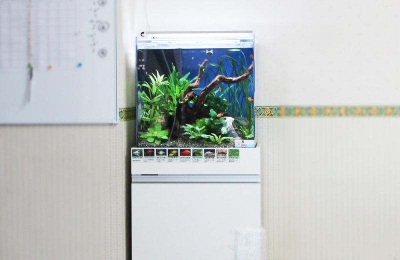 板橋区 住宅型有料老人ホームに設置 アクアリウム(45cm淡水魚水槽)の事例 水槽画像2
