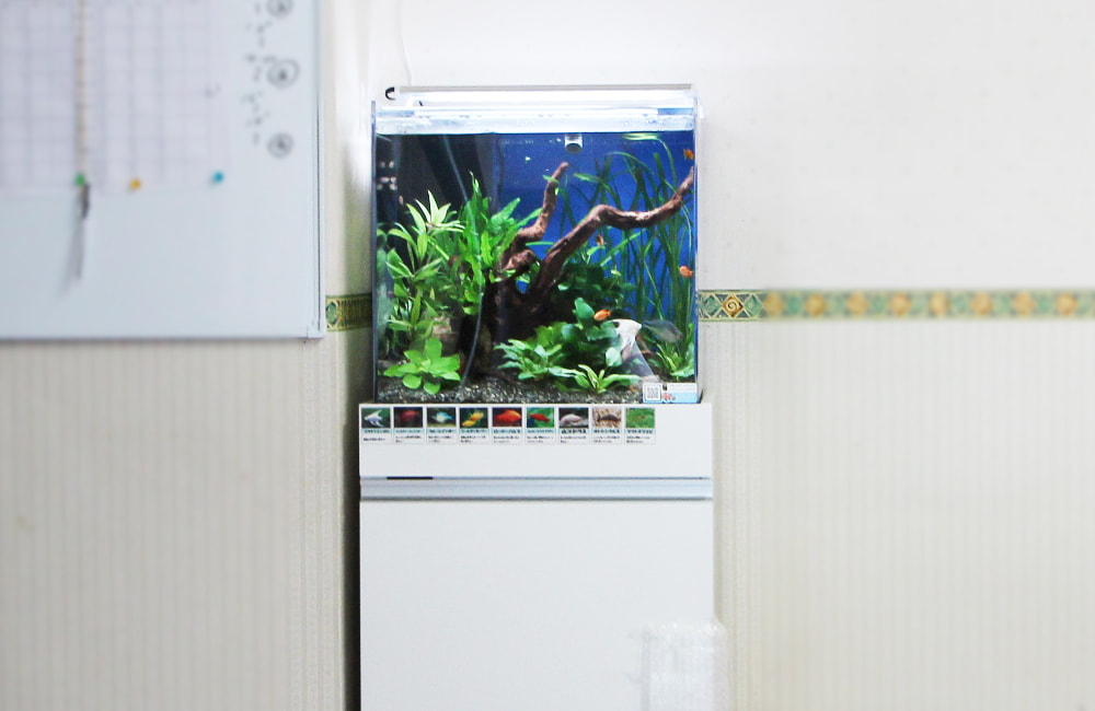 流木と水草を配置した白い水槽台設置の熱帯魚水槽
