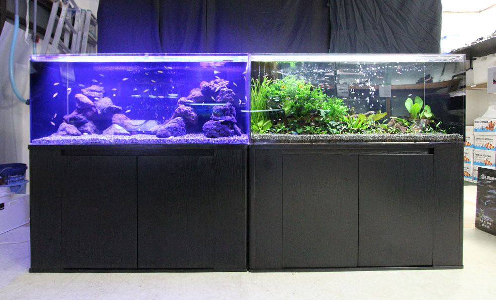 淡水アクアリウム(120cm水槽) 水槽レイアウトを日々勉強中のサムネイル画像