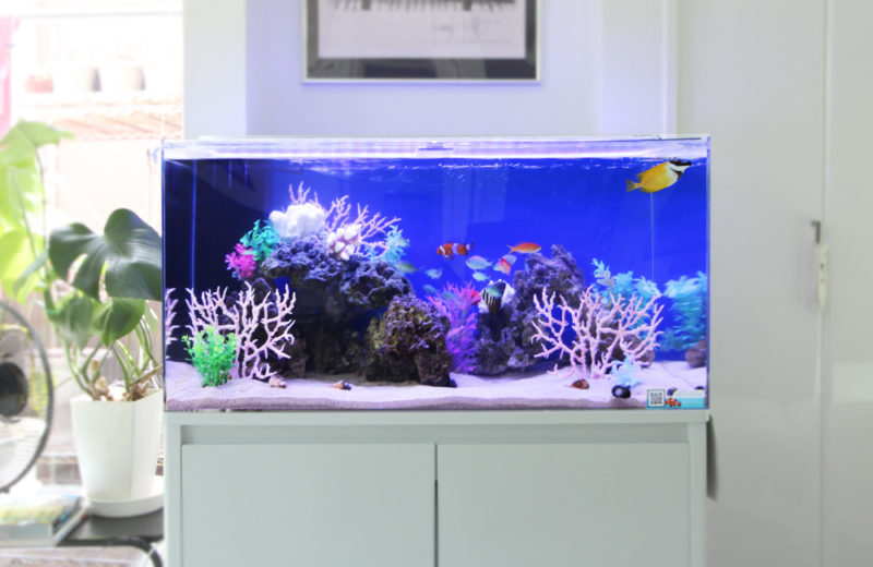 サンゴ模型と海水魚が泳ぐ青い背景の海水魚水槽