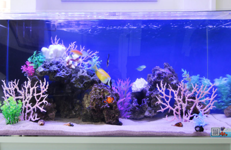 青い背景にサンゴ模型と海水魚が泳ぐ海水水槽